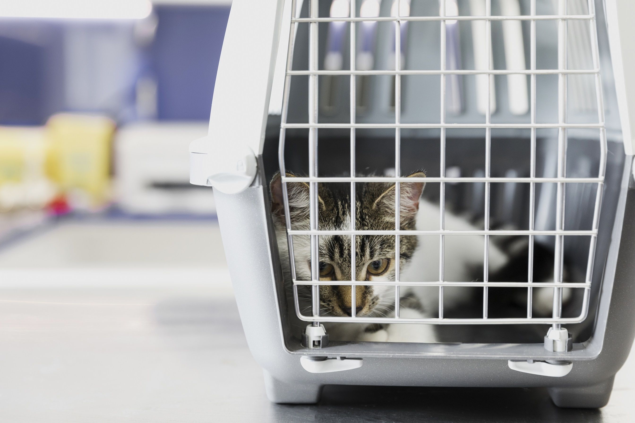 Medicamentos falsificados e vencidos colocam cães e gatos em risco; saiba identificar