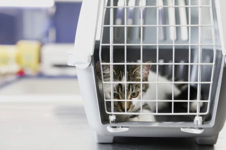 O uso da caixa de transporte adequada e acostumar o gato a ela de maneira positiva ajuda a reduzir o estresse, evitando que a ida ao veterinário seja uma experiência traumática