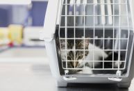 Uber Pet: 3 fatos que tutores devem saber antes de levar cães e gatos