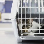 Lavar a caixa de transporte do gato evita doenças e melhora aceitação
