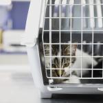 Medicamentos falsificados e vencidos colocam cães e gatos em risco; saiba identificar