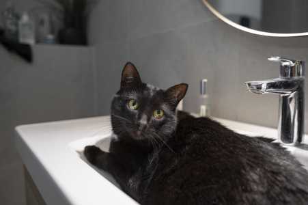 Gatos idosos, obesos ou com mobilidade reduzida, quando o animal entra em contato com substâncias tóxicas, tem sujeiras de difícil remoção ou doenças dermatológicas podem ser casos em que o banho e tosa são indicados