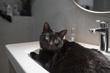 Gatos idosos, obesos ou com mobilidade reduzida, quando o animal entra em contato com substâncias tóxicas, tem sujeiras de difícil remoção ou doenças dermatológicas podem ser casos em que o banho e tosa são indicados
