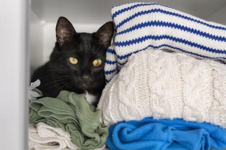 A temperatura corporal normal de um gato, que varia entre 38ºC e 39ºC, é semelhante à dos humanos e exige que eles estejam em ambientes aquecidos
