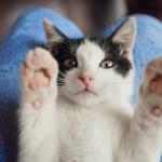 Brinquedos para gatos: como escolher o ideal de acordo com o comportamento do pet