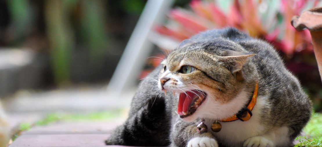 Em um ano, casos de maus-tratos a animais registram salto de quase 50% em MG