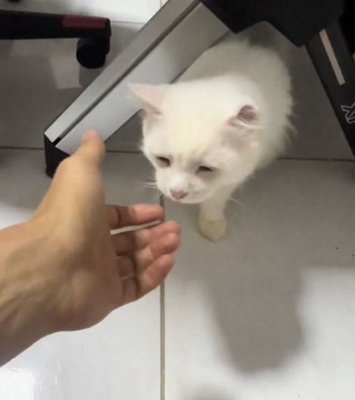 Vídeo: gato que chama o tutor de 'papai' viraliza nas redes sociais