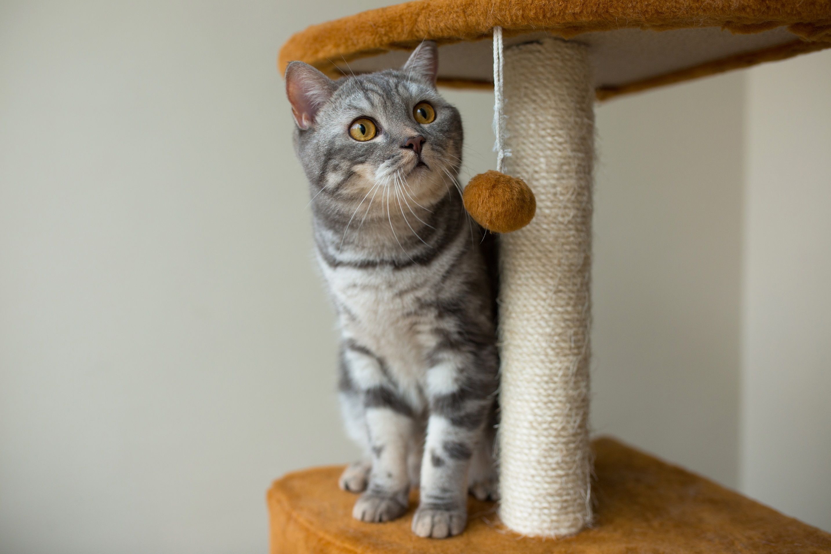 Item obrigatório: entenda a importância dos arranhadores para a saúde dos gatos