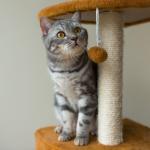 Item obrigatório: entenda a importância dos arranhadores para a saúde dos gatos