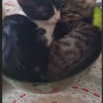Gatos viralizam ao dormir agarradinhos dentro de vasilha