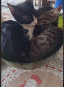 Dois gatos dormem juntos dentro de vasilha