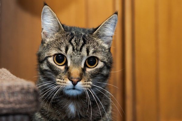 Doenças intestinais e renais emagrecem gatos repentinamente, mesmo com apetite inalterado