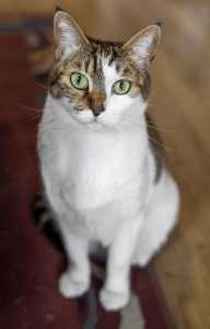 Diante da alta taxa de abandono e da circulação de doenças entre felinos não vacinados, manter os cuidados básicos em dia é um compromisso com o bem-estar animal