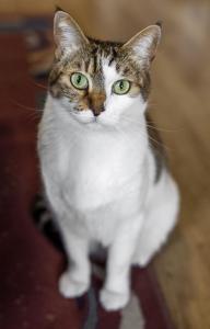 Diante da alta taxa de abandono e da circulação de doenças entre felinos não vacinados, manter os cuidados básicos em dia é um compromisso com o bem-estar animal