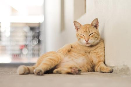 Entre os principais fatores de risco para a obesidade felina estão a castração sem ajuste nutricional, o consumo excessivo de petiscos ou ração à vontade, e a falta de atividades físicas