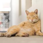Saiba como lidar com o envelhecimento do seu gato com carinho e adaptação