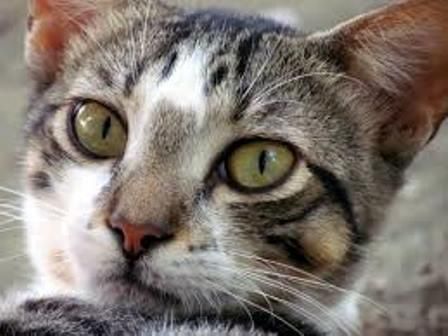 Cat sitter: Como escolher um profissional de confiança para cuidar do seu gato