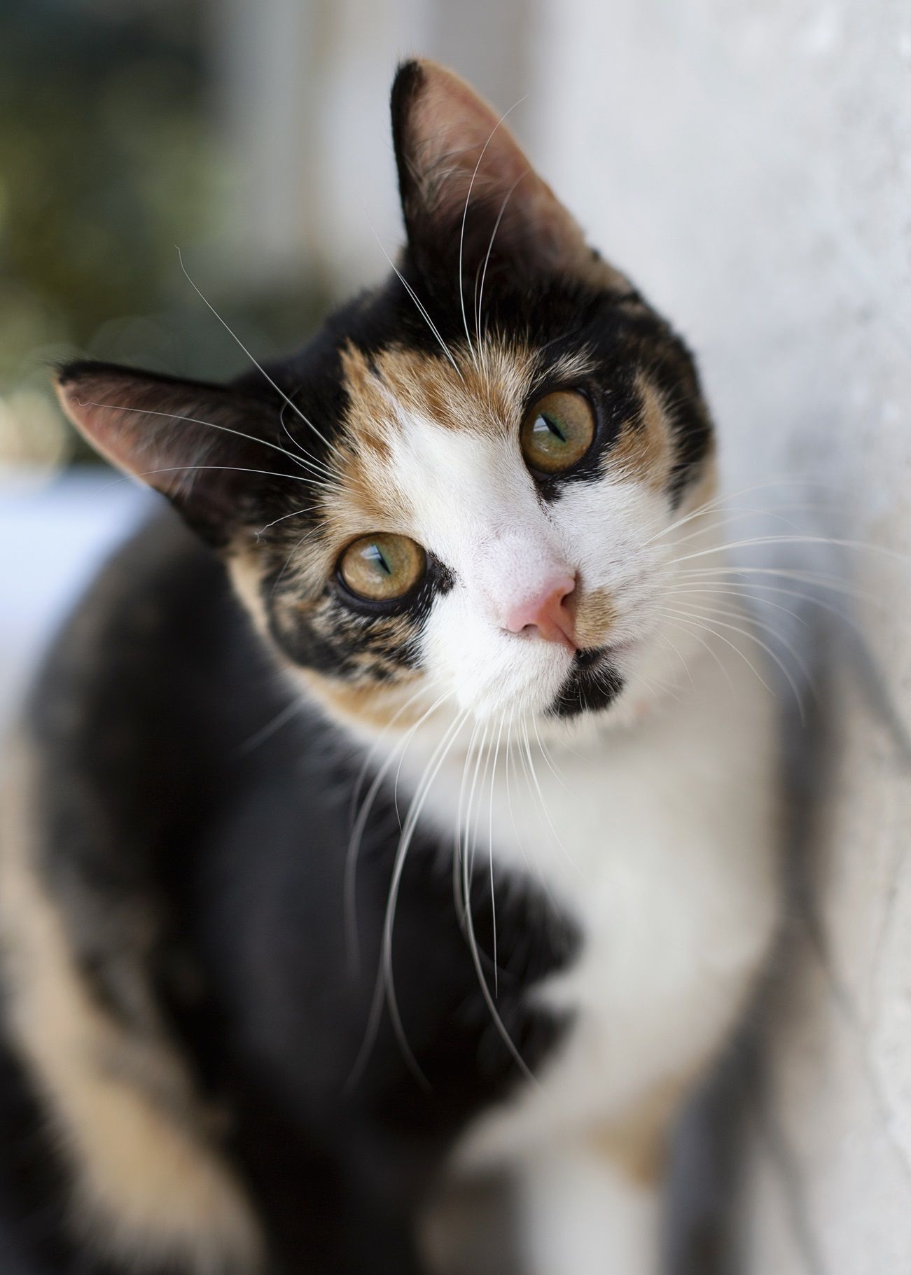 O gato parou de comer? Saiba quando é normal e quando se preocupar