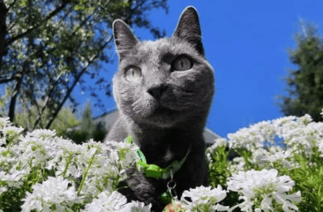 gata Layla, Seattle EUA