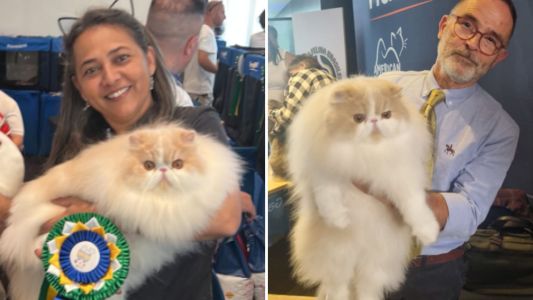 Max, bi campeão do American Winner, vive em um gatil em Crucilândia, na Região Metropolitana de Belo Horizonte