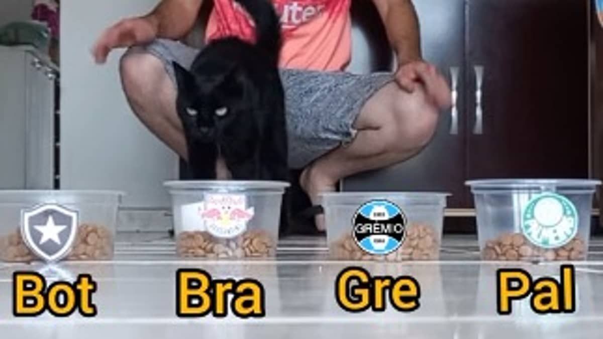 Gato 'vidente' prevê campeão brasileiro e viraliza nas redes; veja