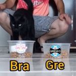 Gato 'vidente' prevê campeão brasileiro e viraliza nas redes; veja