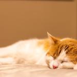 Seu gato dorme com você? O motivo pode não ser apenas carinho