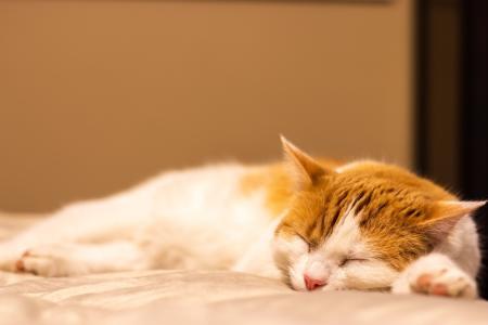 Seu gato dorme com você? O motivo pode não ser apenas carinho