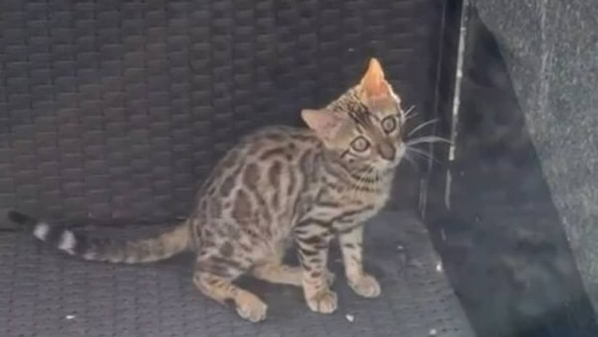 Gato que pode custar até R$ 7 mil é confundido com onça no Belvedere e solto em mata pelos bombeiros