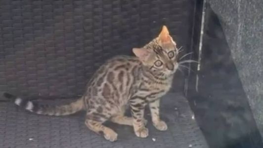 Gato foi confundido com onça e solto em mata
