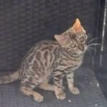 Gato que pode custar até R$ 7 mil é confundido com onça no Belvedere e solto em mata pelos bombeiros