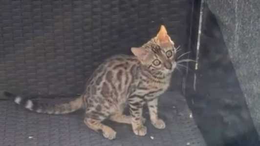 Gato foi confundido com onça e solto em mata