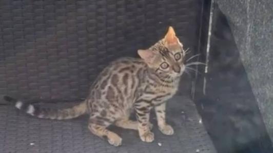 Gato foi confundido com onça e solto em mata