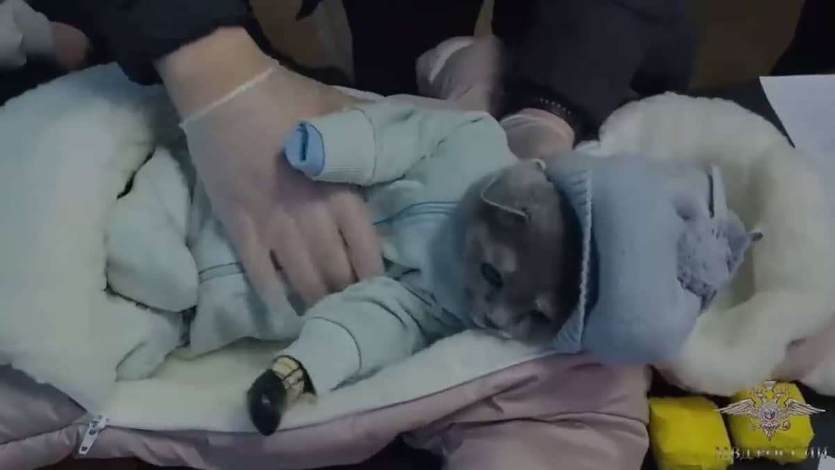 Mulher disfarça gato como bebê para contrabandear drogas na Rússia; veja vídeo