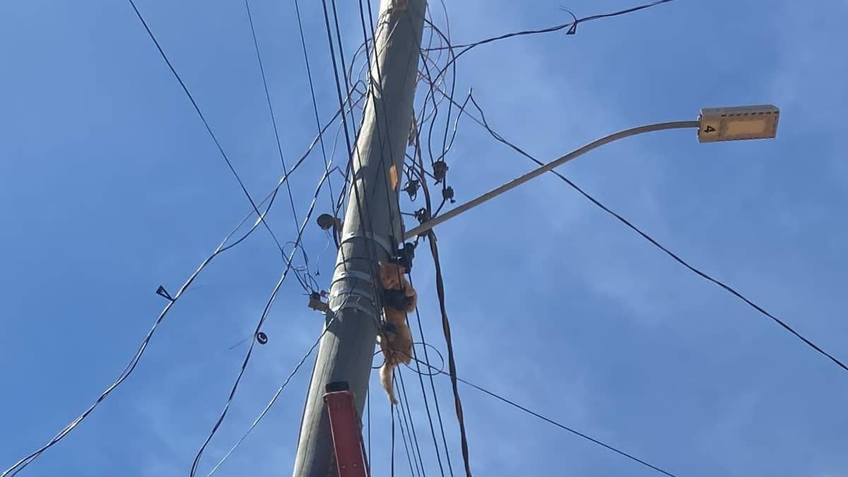 Gato é resgatado em poste de energia por bombeiros em Montes Claros; vídeo