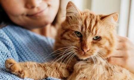 Gato laranja no colo da tutora