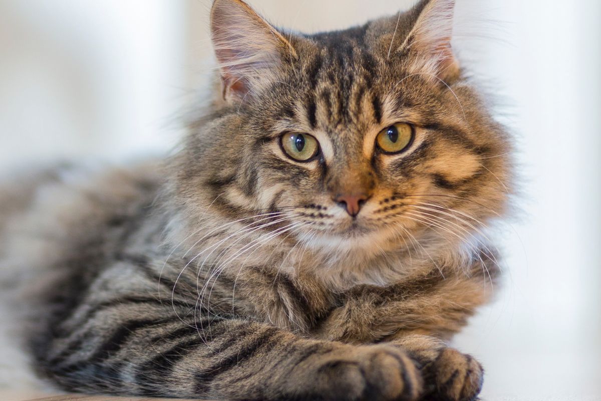 Meu gato não ronrona, e agora? Como saber quando é normal e quando buscar ajuda