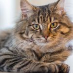 Saiba 6 cheiros que os gatos não gostam e como o olfato influencia o comportamento felino