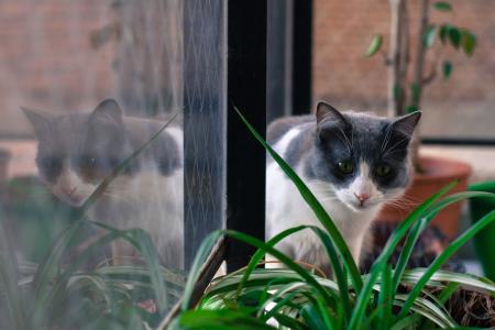 Felinos com alta energia ou que já demonstraram interesse exagerado por pequenos animais talvez não sejam os candidatos ideais para conviver com peixes