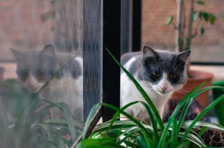 Felinos com alta energia ou que já demonstraram interesse exagerado por pequenos animais talvez não sejam os candidatos ideais para conviver com peixes