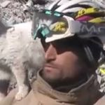 Vídeo: gato 'adota' bombeiro que o resgatou de destroços na Turquia e se recusa a sair de seu ombro