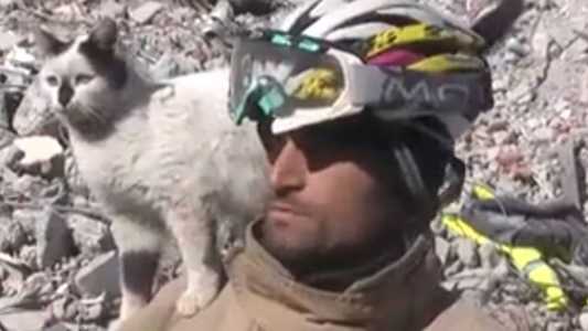 Gato no ombro do bombeiro que o salvou