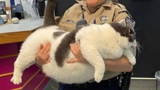 Gato pesava mais de 18 quilos quando foi resgatado