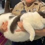 Gato ‘mais gordo do mundo’, que tem peso de uma criança de 5 anos, é resgatado; fotos
