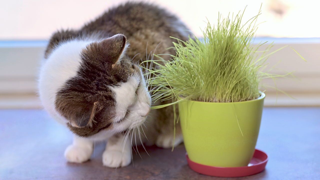 Quais plantas são seguras e quais são perigosas para gatos?