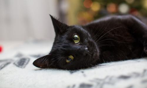 Gatos pretos costumam ser afetuosos, carinhosos e brincalhões, destaca veterinário