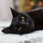 'Tipo Flow': veterinária reforça os cuidados na adoção de gatos pretos
