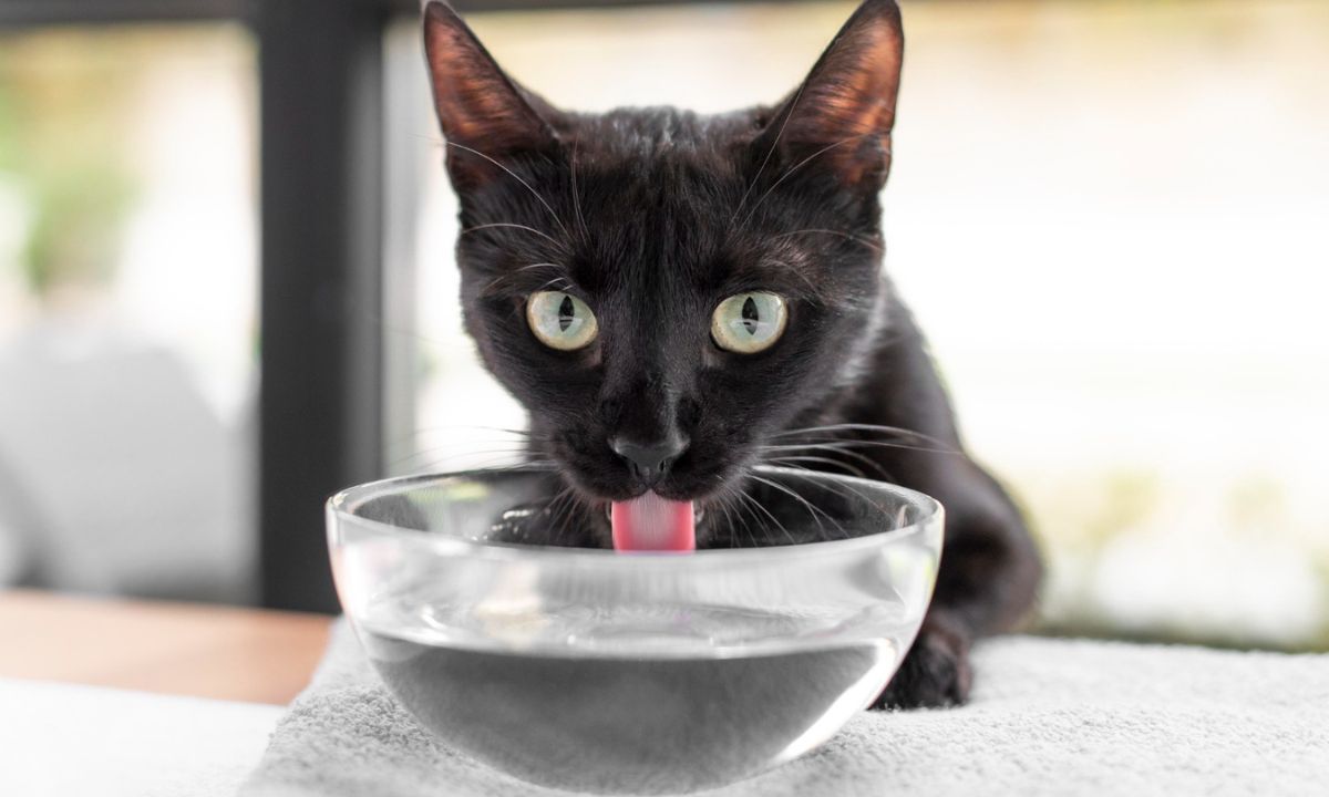 O check-up urinário regular é uma das formas de proteger a saúde do gato