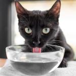 Conforto térmico e hidratação: médica veterinária dá dicas para ajudar gatos a lidarem com a alta temperatura