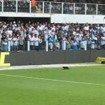 Santos x Atlético: gato preto ‘invade’ gramado da Vila Belmiro; vídeo